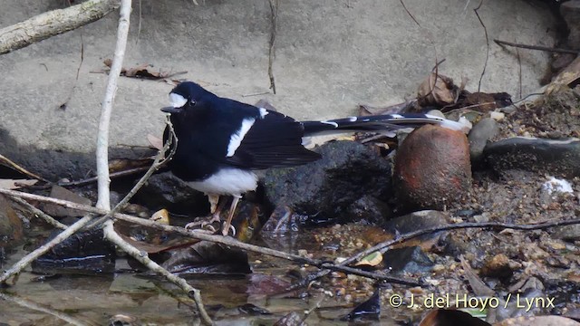 White-crowned Forktail (Northern) - ML201480941