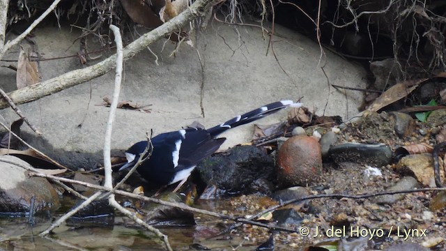 White-crowned Forktail (Northern) - ML201480951