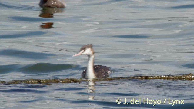 Great Crested Grebe - ML201481081