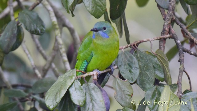 Orange-bellied Leafbird (Grayish-crowned) - ML201481201