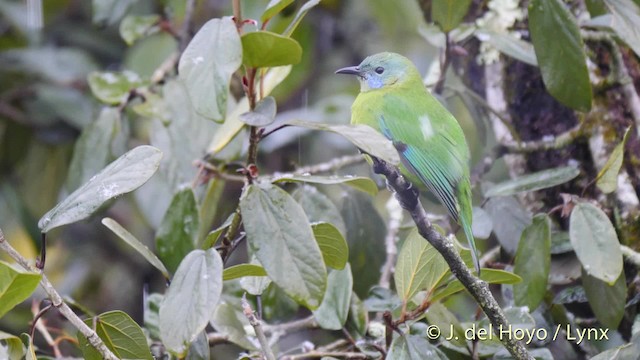 Orange-bellied Leafbird (Grayish-crowned) - ML201481231