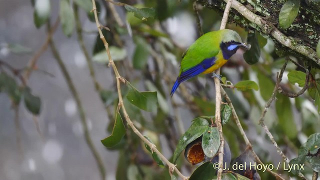 Orange-bellied Leafbird (Grayish-crowned) - ML201481241