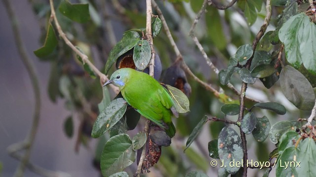 Orange-bellied Leafbird (Grayish-crowned) - ML201481251