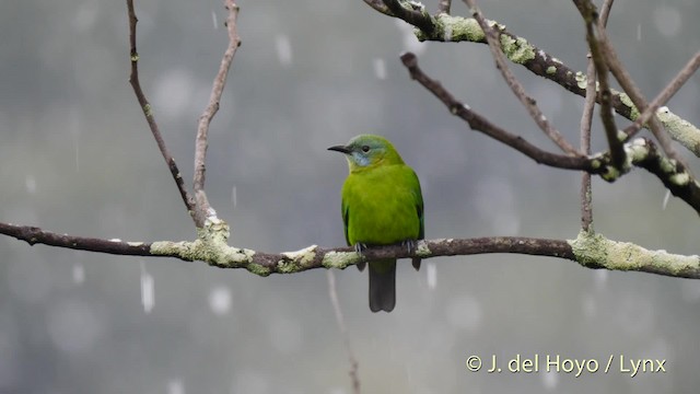 Orange-bellied Leafbird (Grayish-crowned) - ML201481261