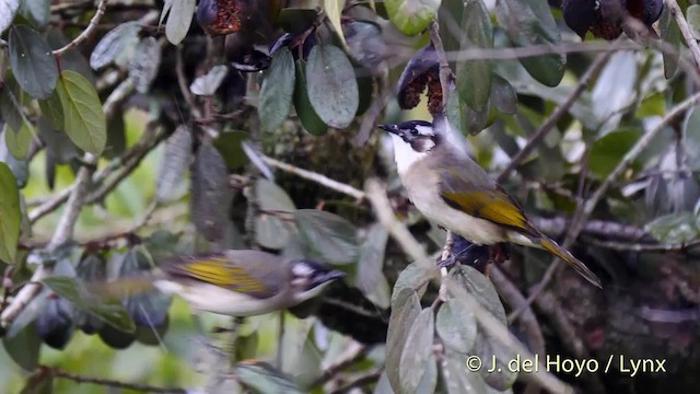  - Light-vented Bulbul (sinensis)