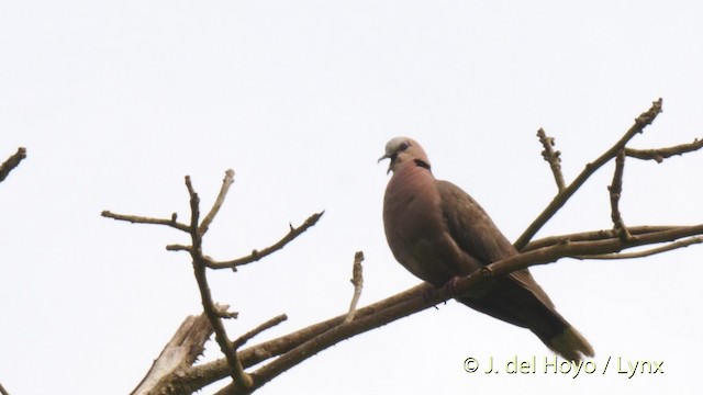 Red-eyed Dove - ML201481521