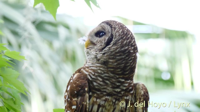 Barred Owl - ML201481591