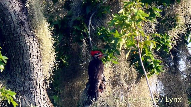 Pileated Woodpecker - ML201481681