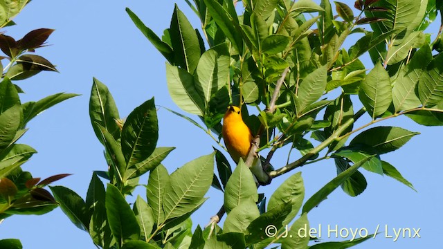 Prothonotary Warbler - ML201481691