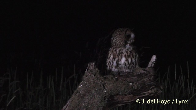 Tawny Owl - ML201482271