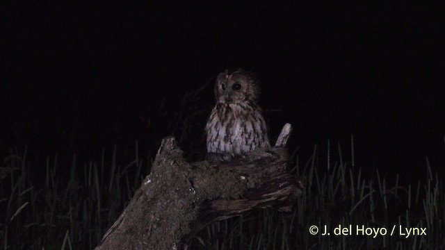 Tawny Owl - ML201482281