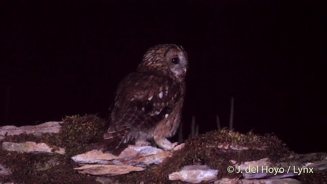 Tawny Owl - ML201482291