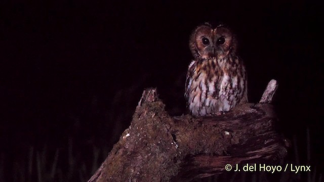 Tawny Owl - ML201482301