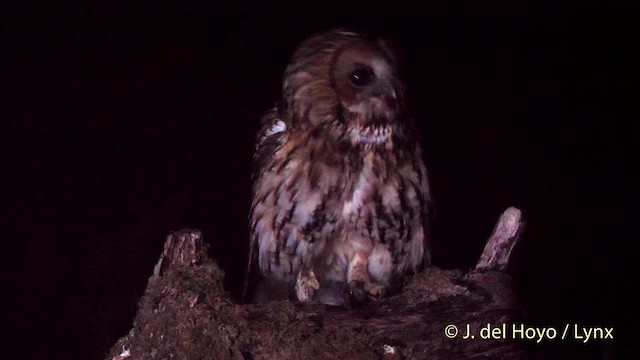 Tawny Owl - ML201482311