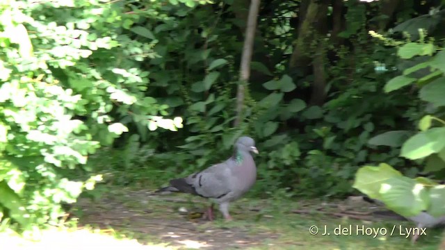 Pigeon colombin - ML201482331