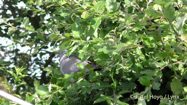 Common Wood-Pigeon (White-necked) - ML201482341