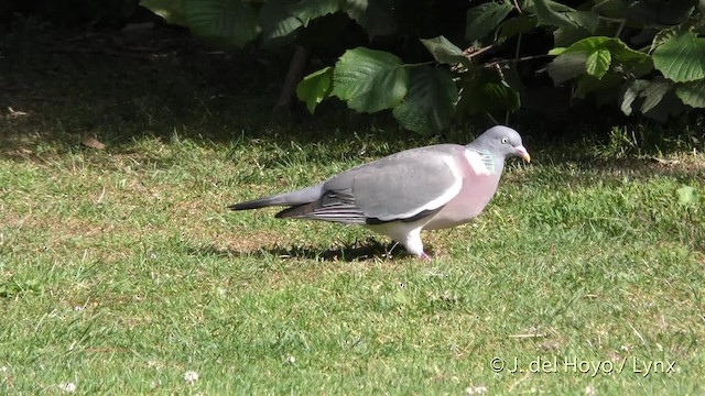 Common Wood-Pigeon (White-necked) - ML201482351