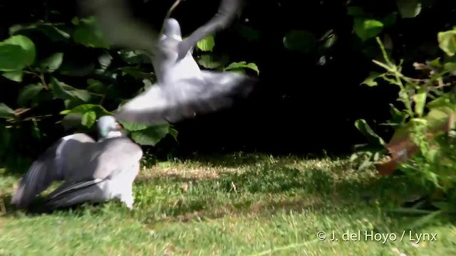 Common Wood-Pigeon (White-necked) - ML201482361