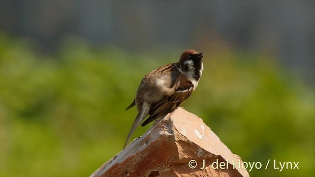 Eurasian Tree Sparrow - ML201482701