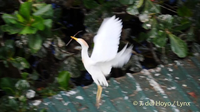 Чапля єгипетська (підвид ibis) - ML201483051