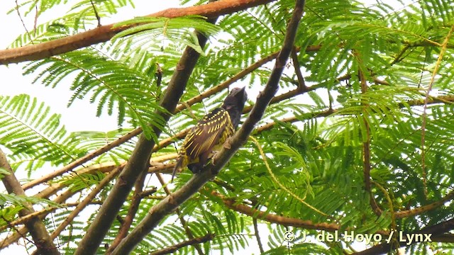 Yellow-spotted Barbet - ML201483121