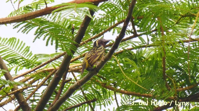 Yellow-spotted Barbet - ML201483131