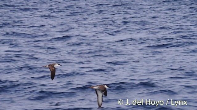  - Great Shearwater
