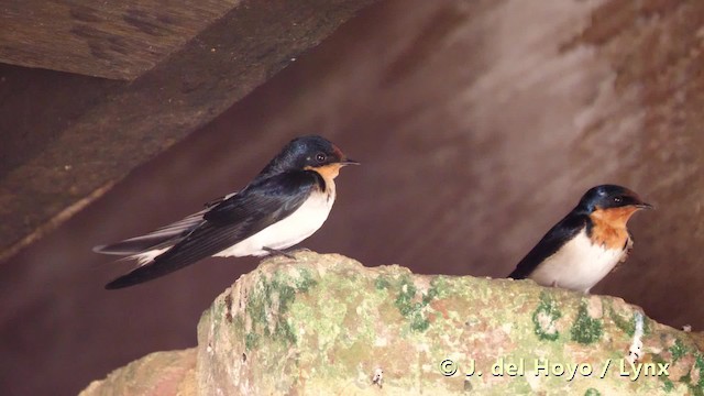 Ethiopian Swallow - ML201484401