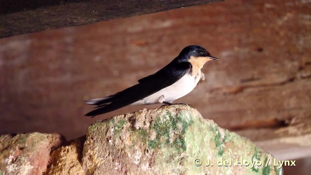 Ethiopian Swallow - ML201484411
