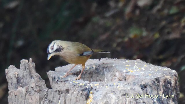 Moustached Laughingthrush (Western) - ML201484611