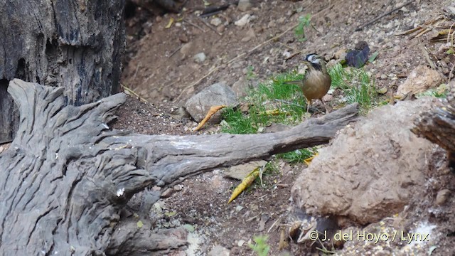 Moustached Laughingthrush (Western) - ML201484621