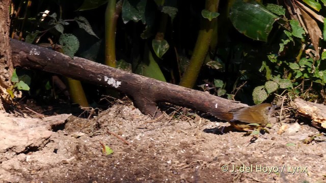 Spot-throated Babbler - ML201484781