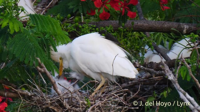 Чапля єгипетська (підвид ibis) - ML201485151