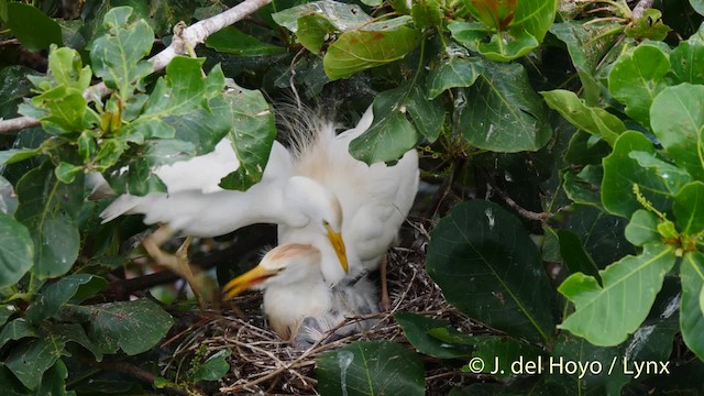  - Western Cattle-Egret