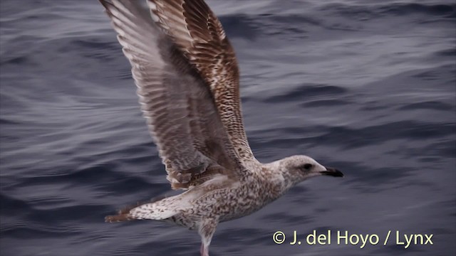Herring Gull (European) - ML201485301