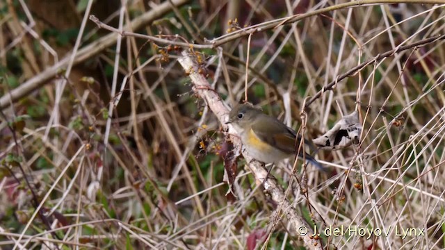 Red-flanked Bluetail - ML201485741
