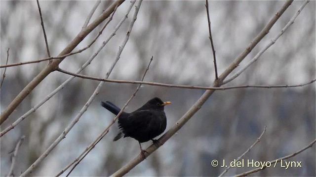 Chinese Blackbird - ML201485821