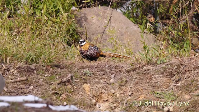 Reeves's Pheasant - ML201486071