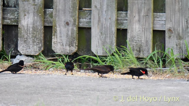 Red-winged Blackbird (Red-winged) - ML201486731