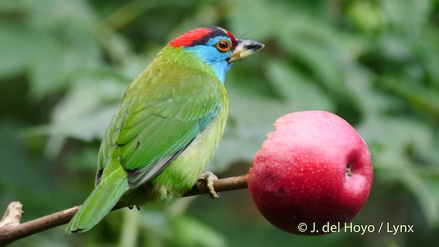 Blue-throated Barbet (Red-crowned) - ML201486921