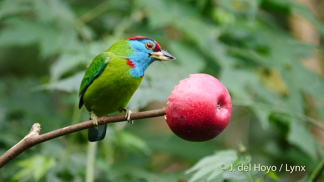 Blue-throated Barbet (Red-crowned) - ML201486931