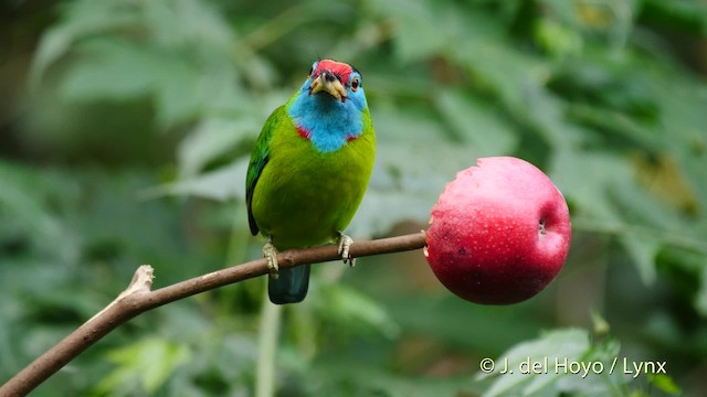  - Blue-throated Barbet (Red-crowned)