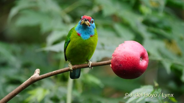 Blue-throated Barbet (Red-crowned) - ML201486941