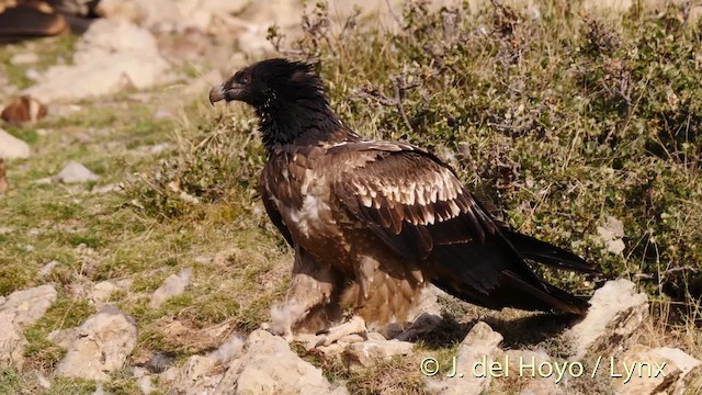 Bearded Vulture (Eurasian) - ML201487361
