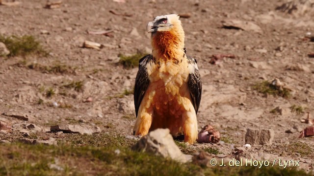 Bearded Vulture (Eurasian) - ML201487411
