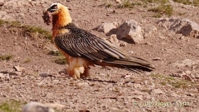 Bearded Vulture (Eurasian) - ML201487421