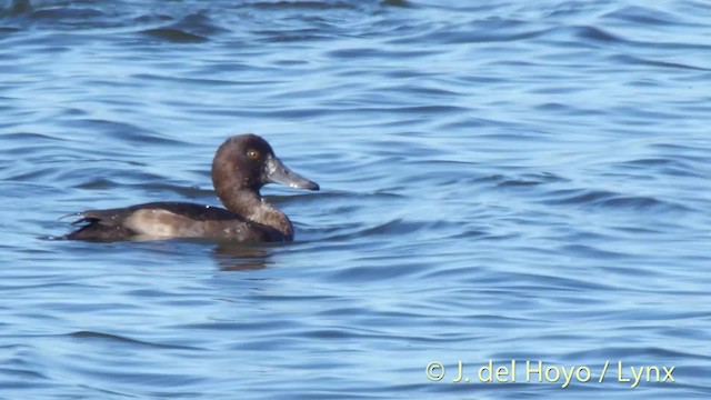 Tufted Duck - ML201487681