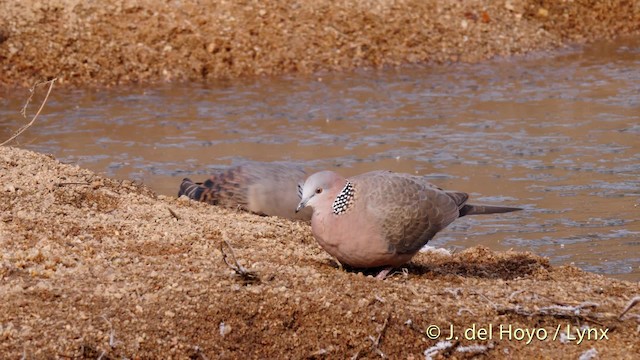 Spotted Dove (Eastern) - ML201487891