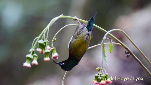 Fork-tailed Sunbird (Fork-tailed) - ML201488091