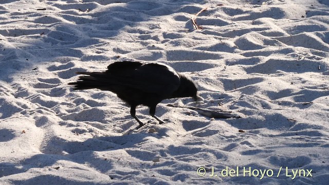Fish Crow - ML201488491